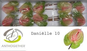 ANTHU AVO DANIELLE X10